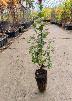 Pyracantha coccinea (alveola)