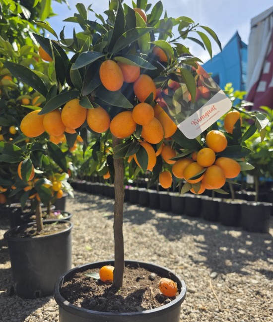 Kumquat 40-60cm (ghiveci)