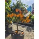 Kumquat 40-60cm (ghiveci)