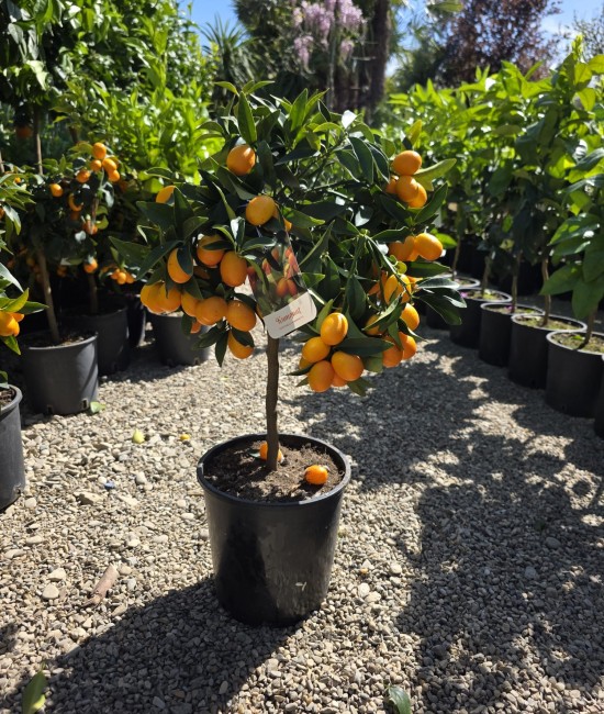 Kumquat 40-60cm (ghiveci)