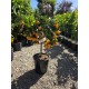 Kumquat 40-60cm (ghiveci)