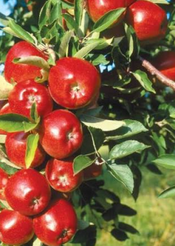 Mar Red Delicious (radacina nuda)