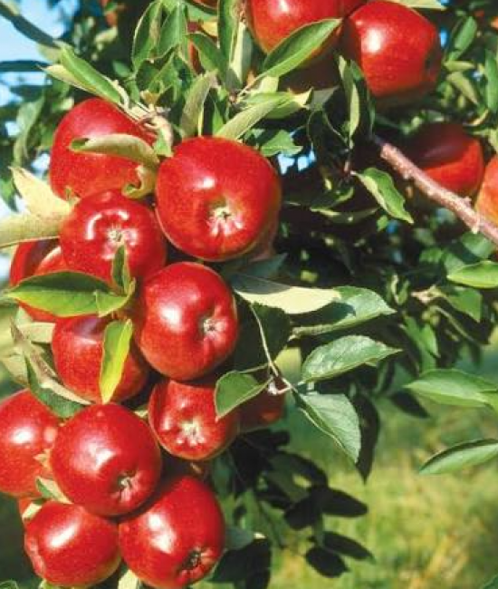 Mar Red Delicious (radacina nuda)