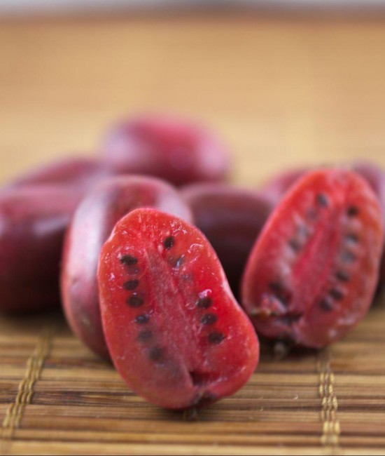 Mini Kiwi Ken’s Red ghiveci
