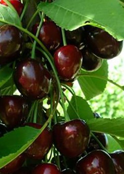 Cires Regina (radacina nuda)