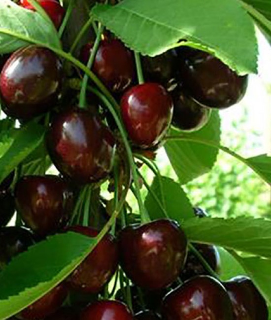 Cires Regina (radacina nuda)