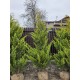 Chiparos Leylandi Gold Rider Balot 1.5-1.7m