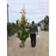 Chiparos Leylandi Gold Rider Balot 1.5-1.7m