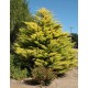 Chiparos Leylandi Gold Rider Balot 1.5-1.7m