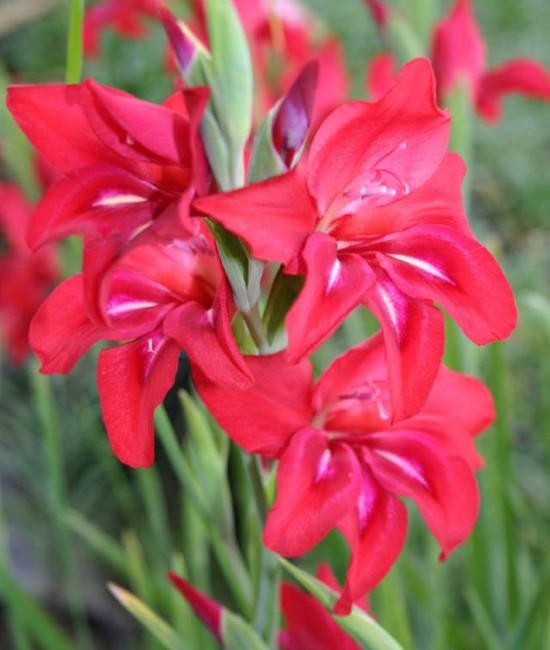 Pachet 3 bucati Gladiola Robinetta