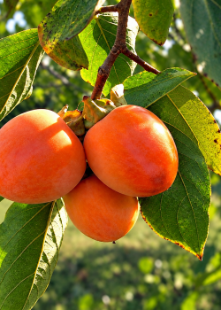 Kaki Rojo (radacina nuda)