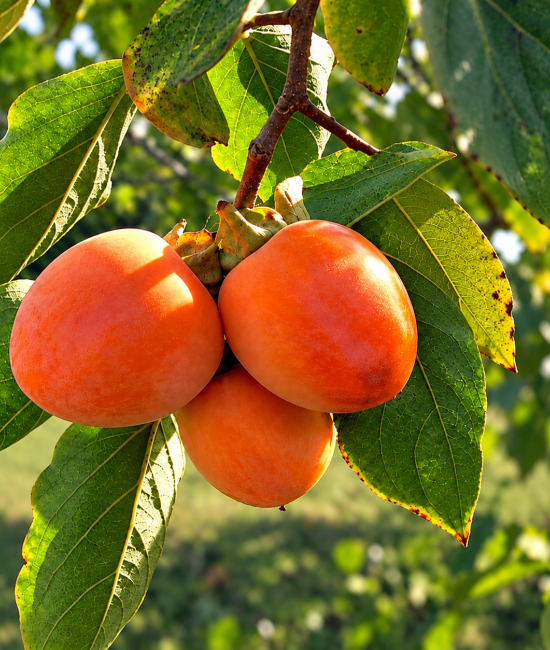 Kaki Rojo (radacina nuda)