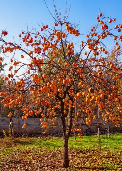 Kaki Rojo Briliante pe rod (radacina nuda)