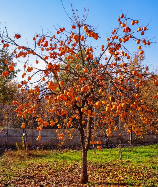 Kaki Rojo Briliante pe rod (radacina nuda)
