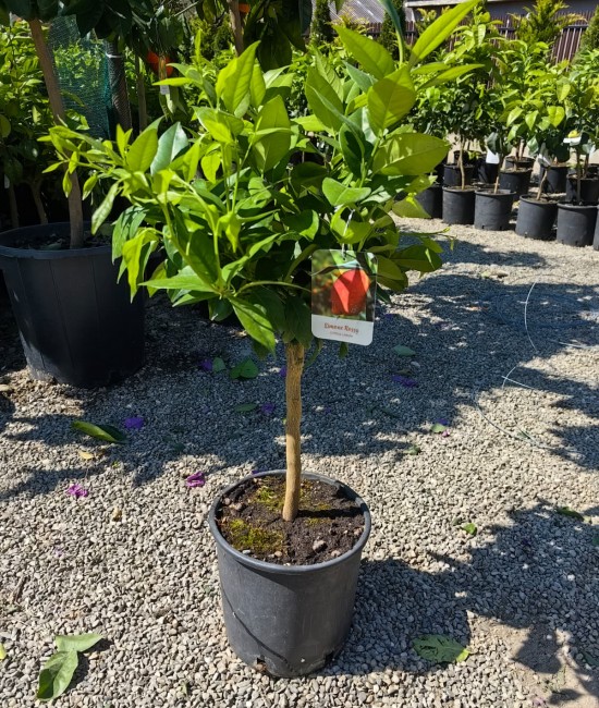 Lamai rosu 50-70cm (ghiveci)