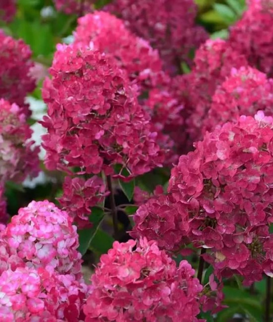 Hortensie paniculata Rosa 20-30cm (alveola)