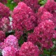 Hortensie paniculata Rosa 20-30cm (alveola)