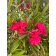 Leandru rosu dublu 50-70cm (ghiveci)
