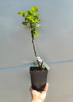 Coacaz Roz (ghiveci)