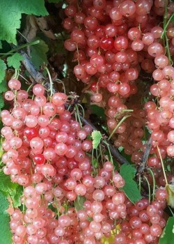 Coacaz Roz (ghiveci)