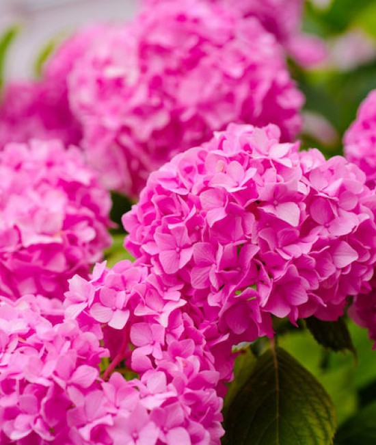 Hortensie roz (alveola)