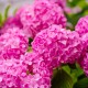 Hortensie roz (alveola)