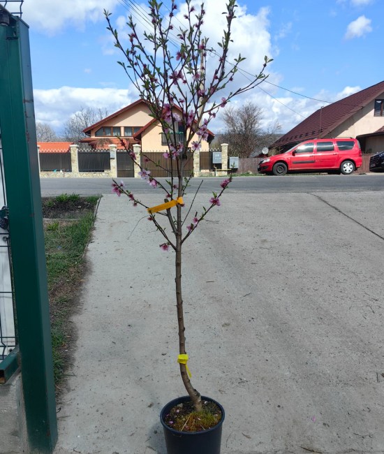 Piersic Sanguine pe rod (ghiveci)