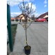 Piersic Sanguine pe rod (ghiveci)
