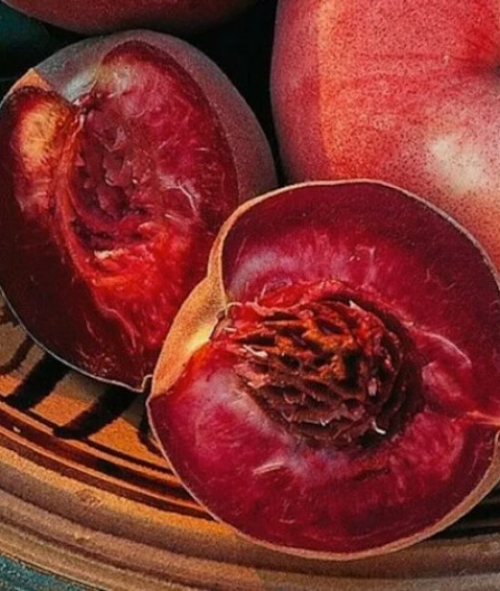 Piersic Sanguine pe rod (ghiveci)