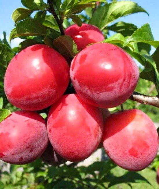 PRUN SANTA ROSA(radacina nuda)