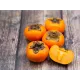 Kaki Sharon pe rod (ghiveci)