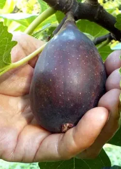 Smochin Black Mission (radacina nuda)