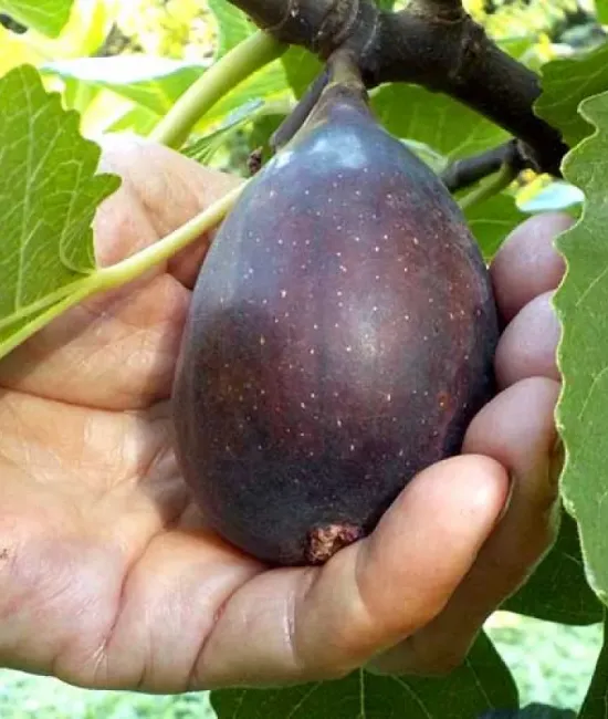 Smochin Black Mission (radacina nuda)