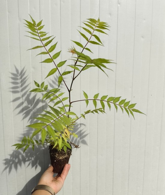 Sorbaria Sorbifolia 20-30cm (alveola)