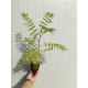 Sorbaria Sorbifolia 20-30cm (alveola)