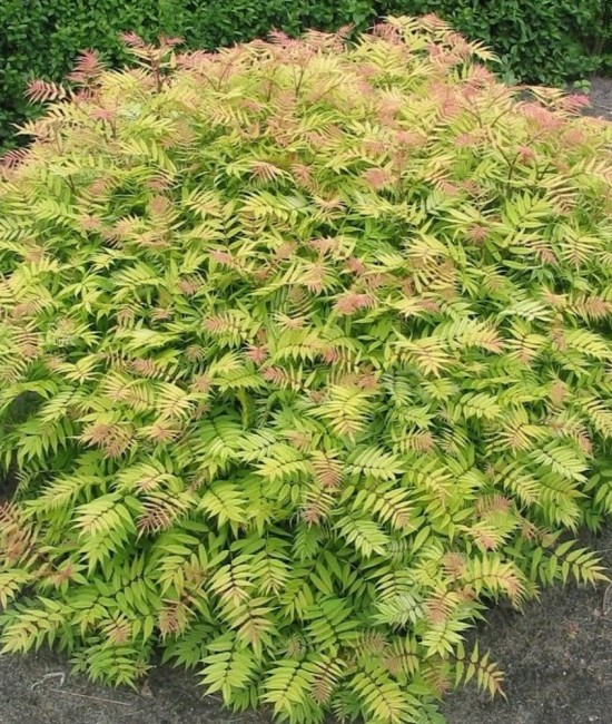 Sorbaria Sorbifolia 20-30cm (alveola)