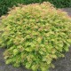 Sorbaria Sorbifolia 20-30cm (alveola)