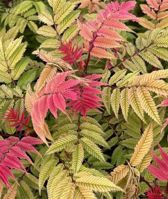 Sorbaria Sorbifolia 20-30cm (alveola)