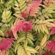 Sorbaria Sorbifolia 20-30cm (alveola)