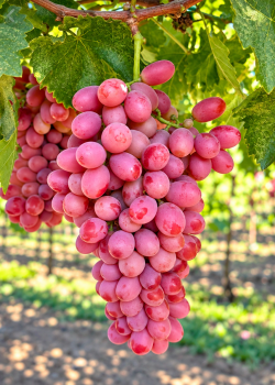 Vita de vie Splendid (radacina libera)