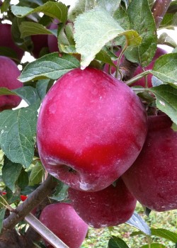 Mar Starkrimson(radacina nuda)