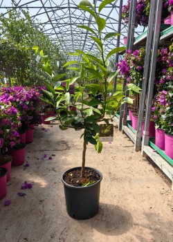 Lime (lamai verde) Tahiti 50-70cm (ghiveci)