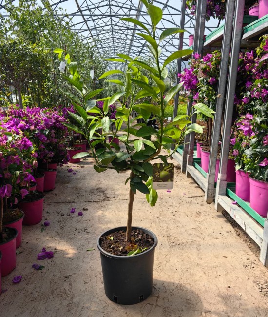 Lime (lamai verde) Tahiti 50-70cm (ghiveci)