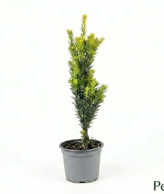 Taxus Media Hillii 20-40cm (ghiveci)