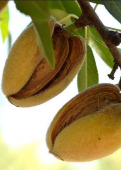 Migdal Texas (radacina nuda)