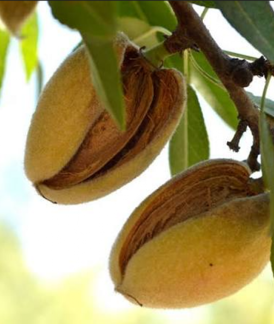 Migdal Texas (radacina nuda)