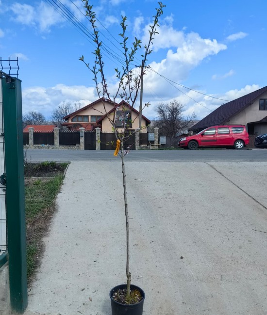 Migdal Texas pe rod (ghiveci)