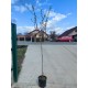 Migdal Texas pe rod (ghiveci)