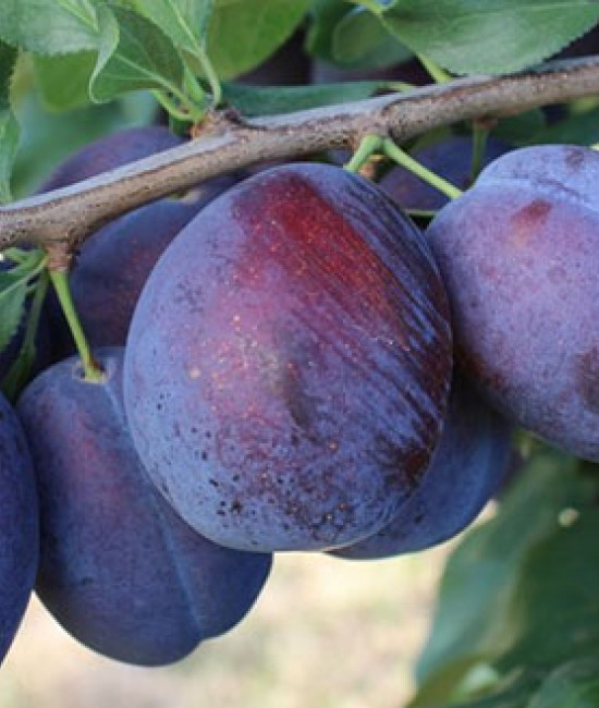 Prun Top Taste (Radacina nuda)