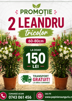 Pachet Promotional 2 Leandru Tricolor (  Alb, Rosu, Roz)